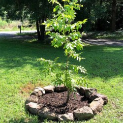 Landscaping service in Searcy Arkansas