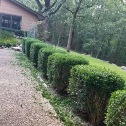 hedge trimming services in Searcy Arkansas